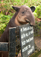 Tapir