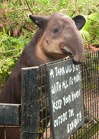 Tapir