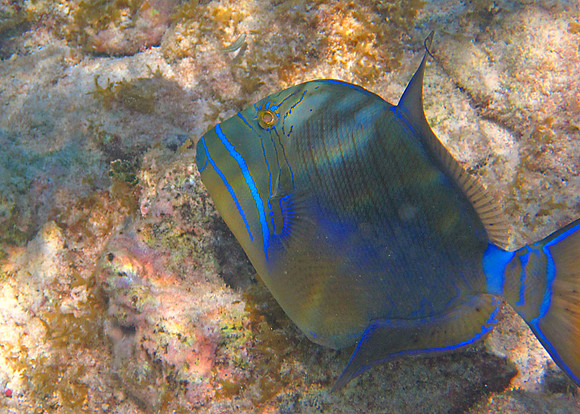 Blue Tang