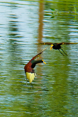Northern Jacana